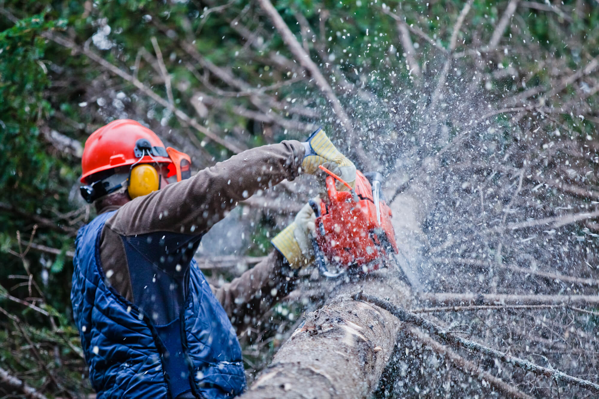 treefelling and gardening in Durban